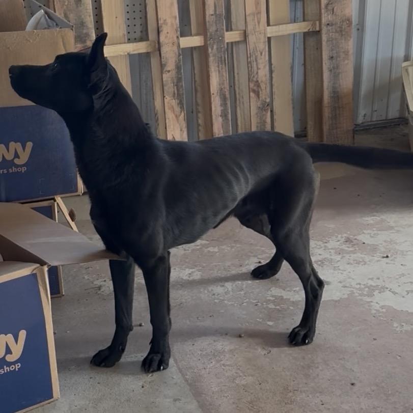 Enlarge Big Mac, a Adoptable mixed breed in Detroit Lakes, MN image 4/4