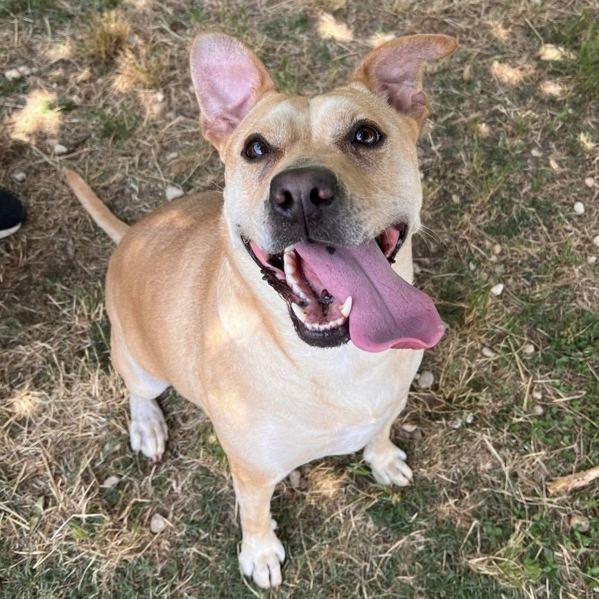 Astria Grace (CONC-A-12), a Adoptable Labrador Retriever in Concord, NC image 1/12