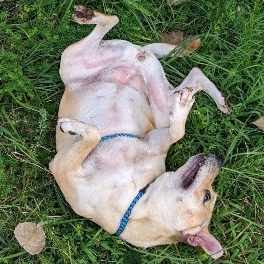 Enlarge Astria Grace (CONC-A-12), a Adoptable Labrador Retriever in Concord, NC image 10/12