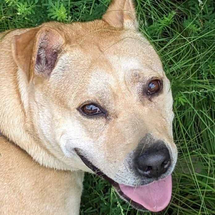 Enlarge Astria Grace (CONC-A-12), a Adoptable Labrador Retriever in Concord, NC image 11/12
