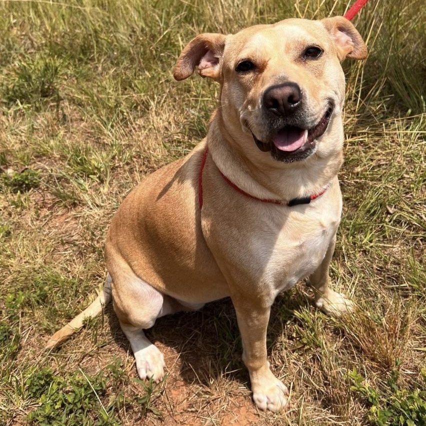 Enlarge Astria Grace (CONC-A-12), a Adoptable Labrador Retriever in Concord, NC image 9/12