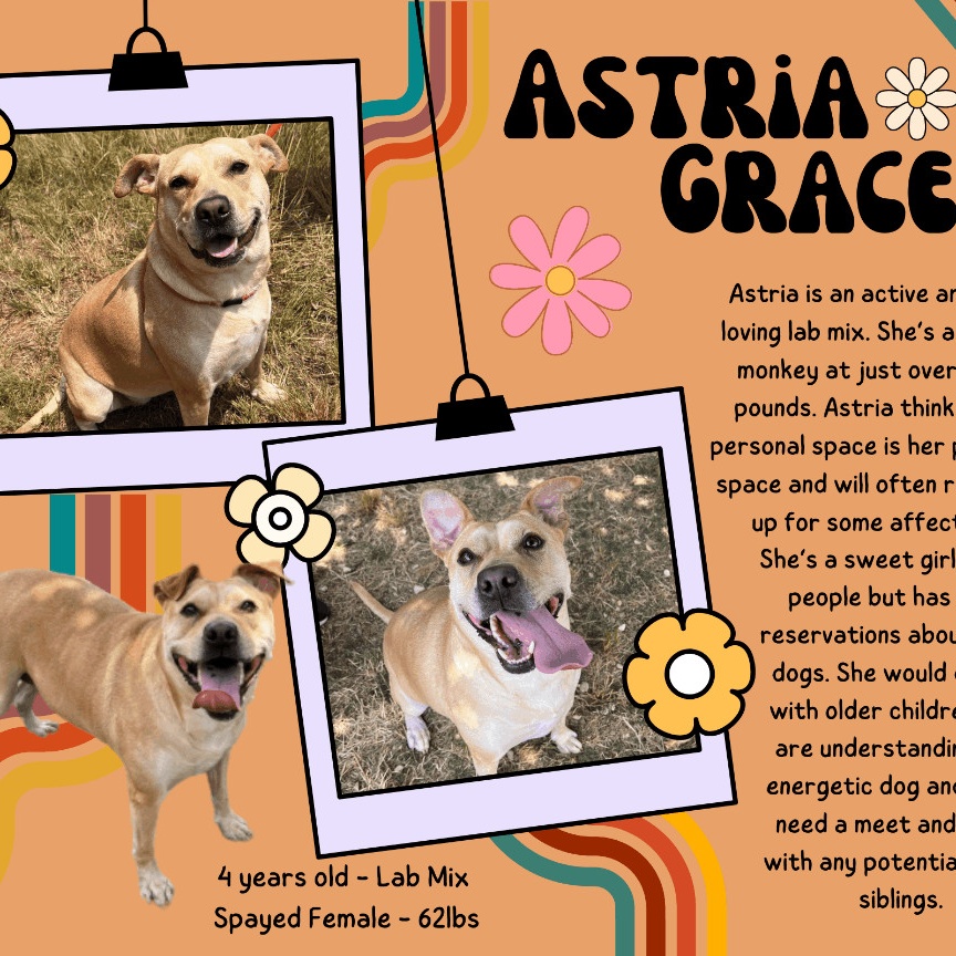 Enlarge Astria Grace (CONC-A-12), a Adoptable Labrador Retriever in Concord, NC image 12/12