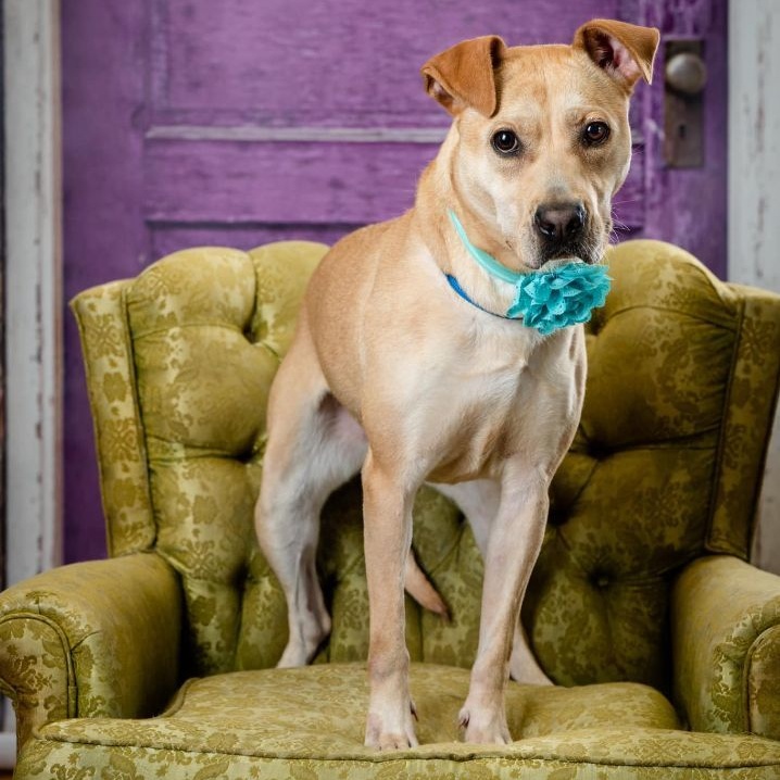 Enlarge Astria Grace (CONC-A-12), a Adoptable Labrador Retriever in Concord, NC image 8/12