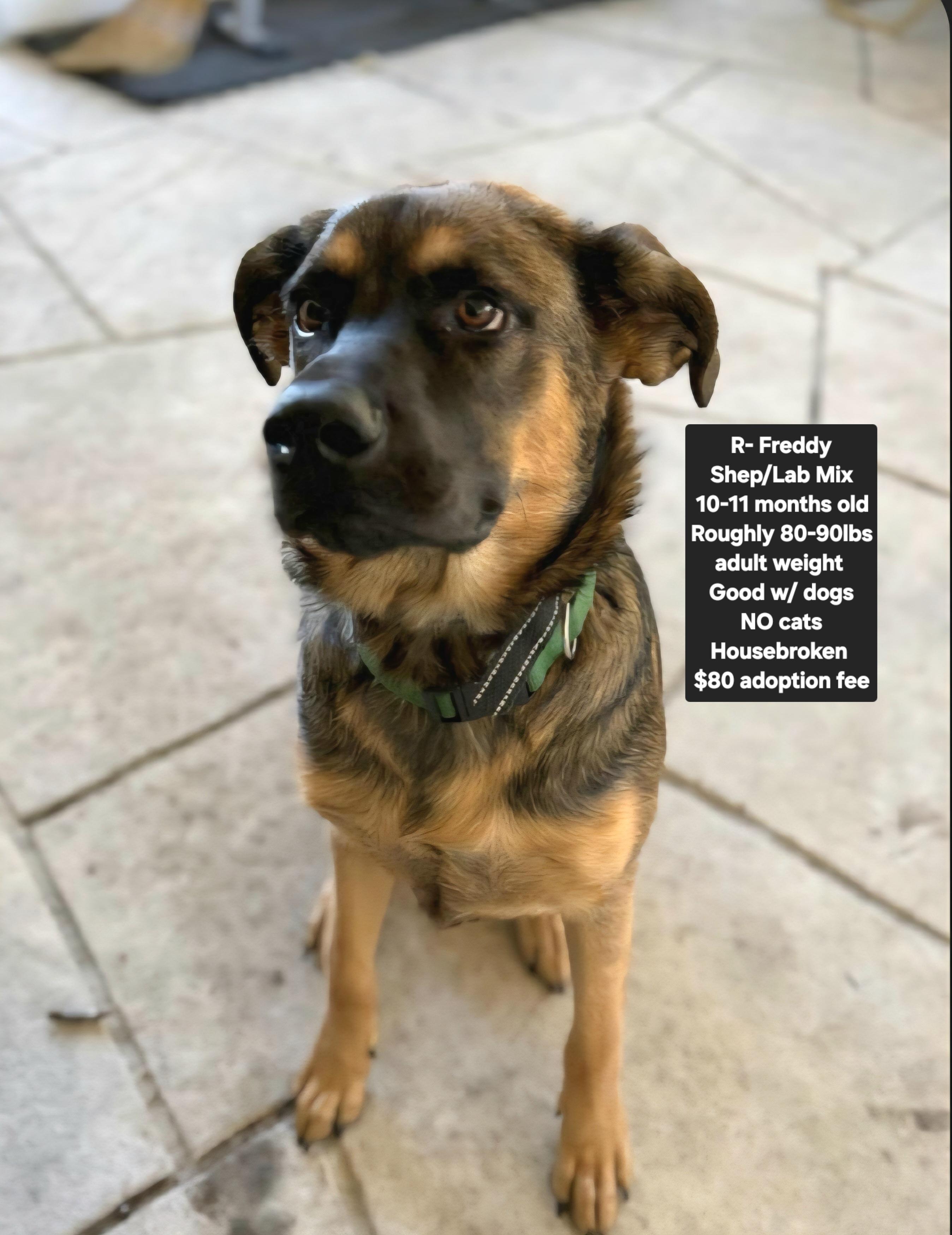 R- Freddy, ADOPTABLE, Young Male Shepherd & Labrador Retriever.