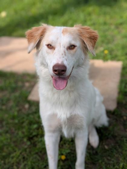 Enlarge Sophia, a Adoptable mixed breed in Mansfield, TX image 1/3