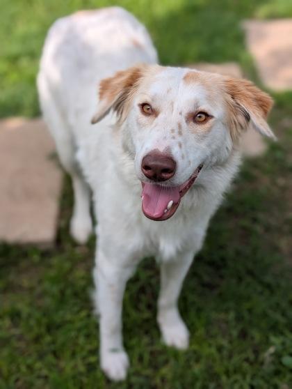 Enlarge Sophia, a Adoptable mixed breed in Mansfield, TX image 2/3