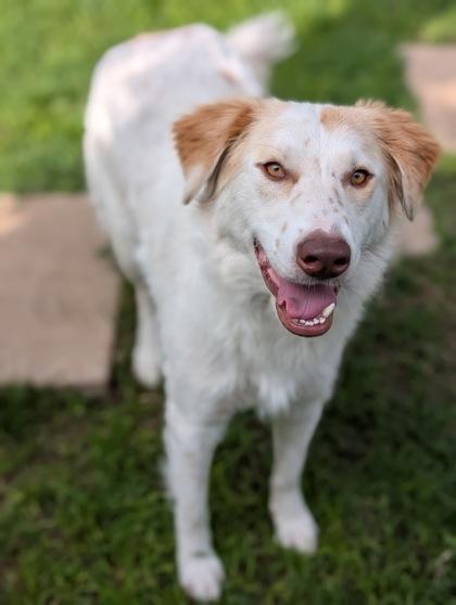 Enlarge Sophia, a Adoptable mixed breed in Mansfield, TX image 3/3