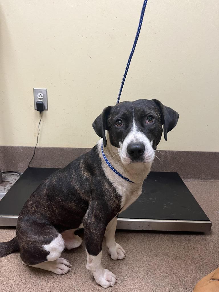 Enlarge Logger Head, a Adoptable mixed breed in Florence, SC image 1/6