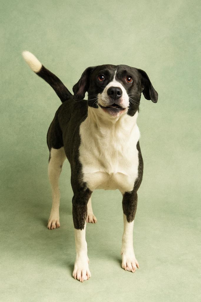 Enlarge Logger Head, a Adoptable mixed breed in Florence, SC image 2/6