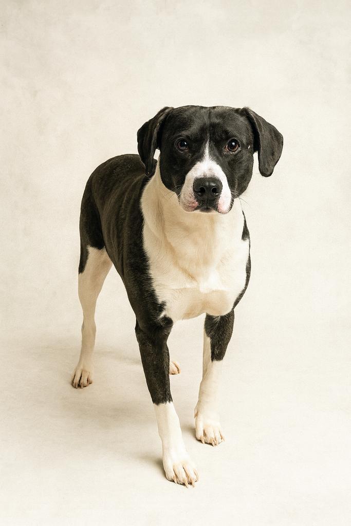 Enlarge Logger Head, a Adoptable mixed breed in Florence, SC image 3/6