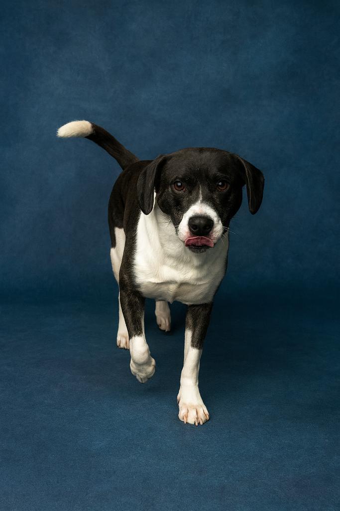 Enlarge Logger Head, a Adoptable mixed breed in Florence, SC image 4/6