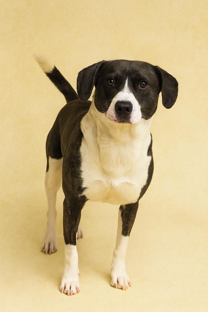 Enlarge Logger Head, a Adoptable mixed breed in Florence, SC image 6/6
