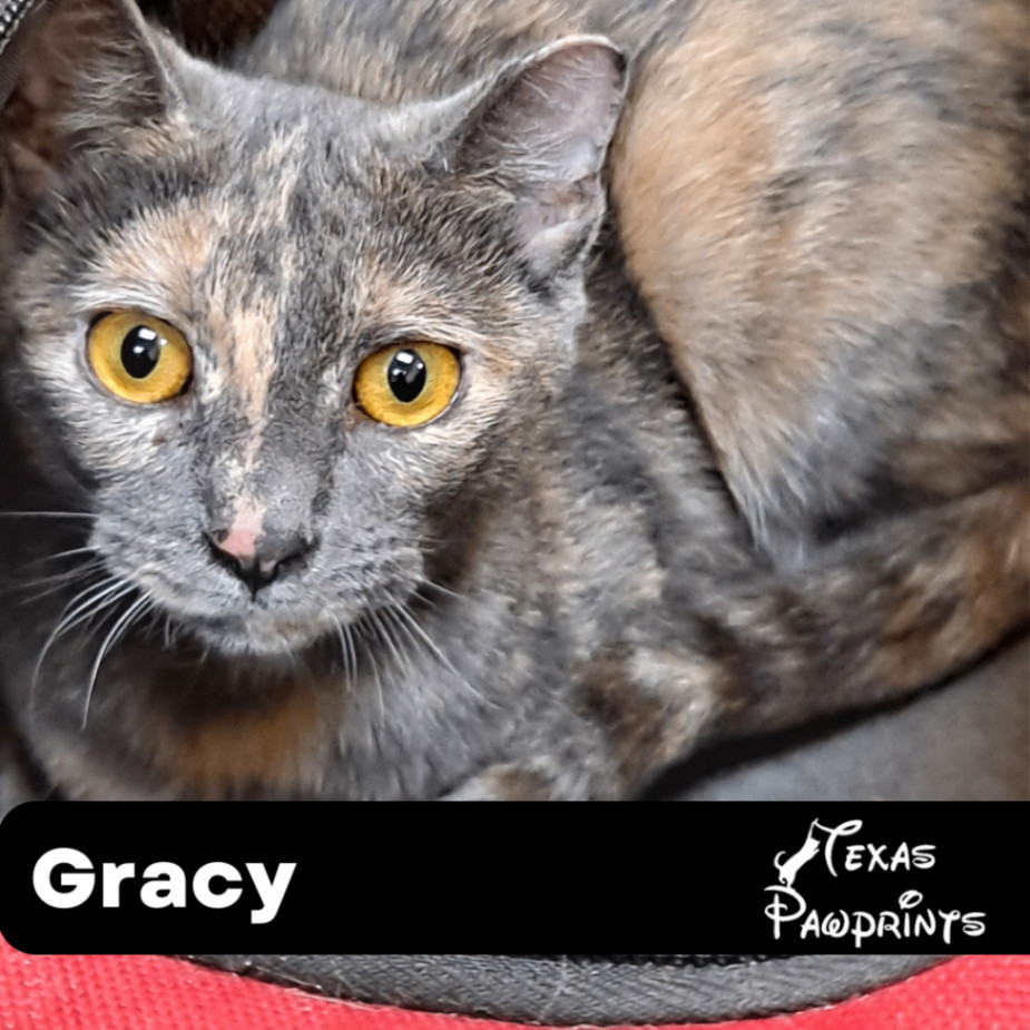 Gracy, Adoptable, Adult Female Dilute Tortoiseshell & Domestic Short Hair.