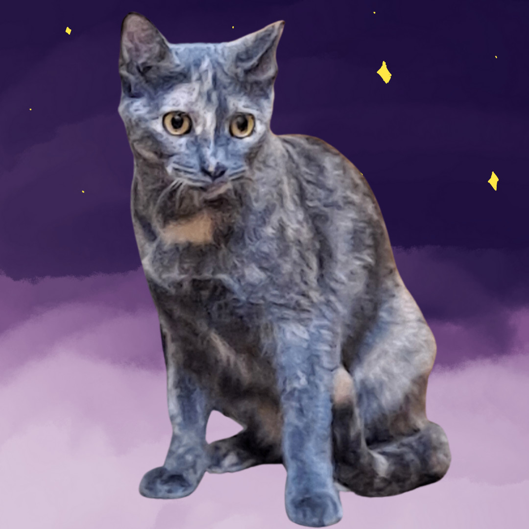 Gracy, a Adoptable mixed breed in Dallas, TX image 2/2