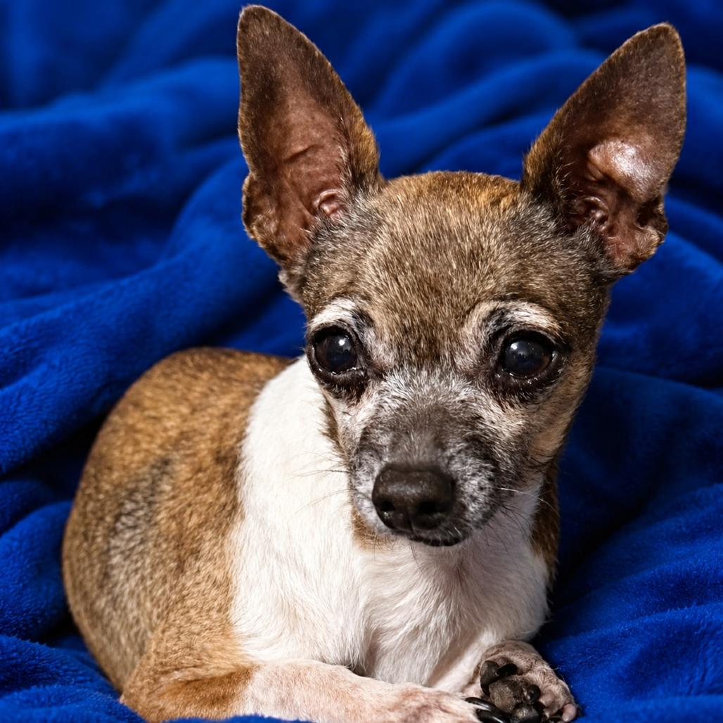 Kai, a Adoptable Chihuahua in Hudson, IL image 1/2