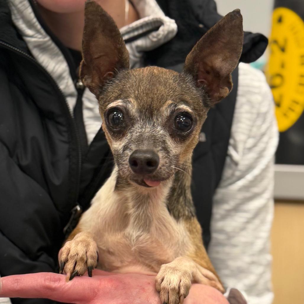 Kai, a Adoptable Chihuahua in Hudson, IL image 2/2