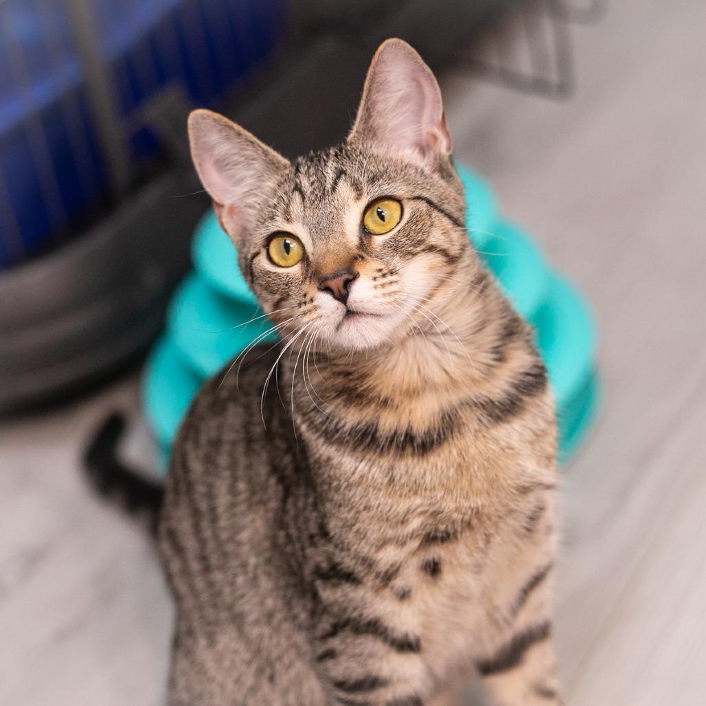 Moira, Adoptable, Young Female Domestic Short Hair.