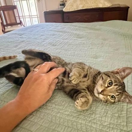 Moira, a Adoptable Domestic Short Hair in St. Augustine, FL image 3/5