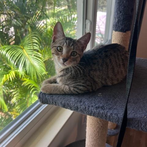 Moira, a Adoptable Domestic Short Hair in St. Augustine, FL image 4/5