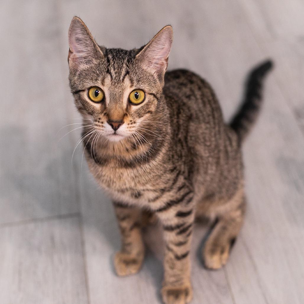 Moira, a Adoptable Domestic Short Hair in St. Augustine, FL image 5/5