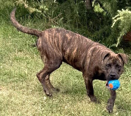 Enlarge Axel, a Adoptable Pit Bull Terrier in Carrollton, GA image 1/3