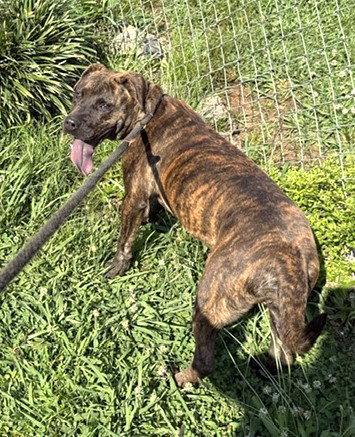 Enlarge Axel, a Adoptable Pit Bull Terrier in Carrollton, GA image 2/3