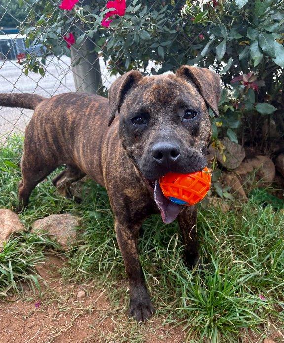 Enlarge Axel, a Adoptable Pit Bull Terrier in Carrollton, GA image 3/3