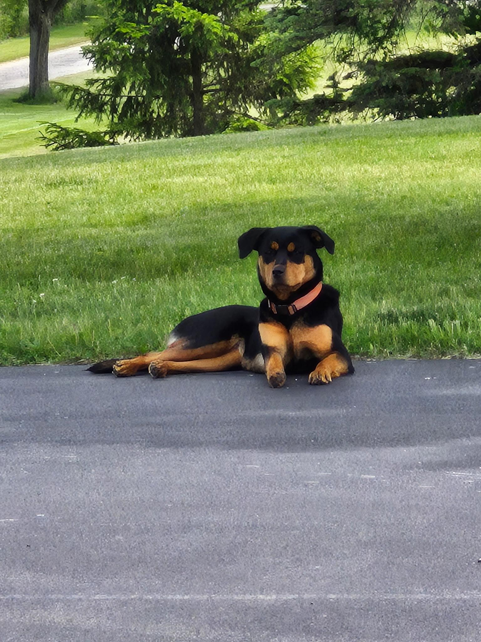 Cleo, a ADOPTABLE mixed breed in Homer Glen, IL image 2/3