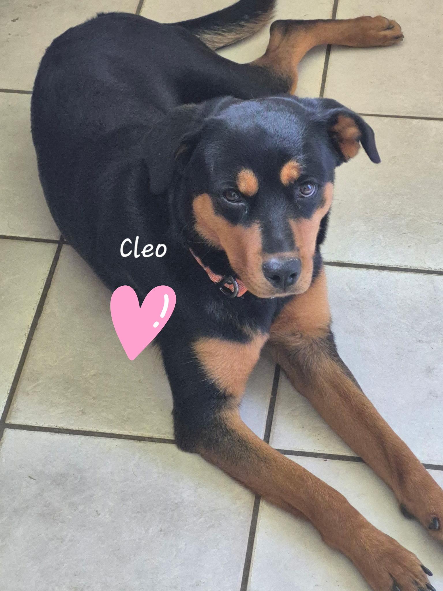 Cleo, a ADOPTABLE mixed breed in Homer Glen, IL image 1/3