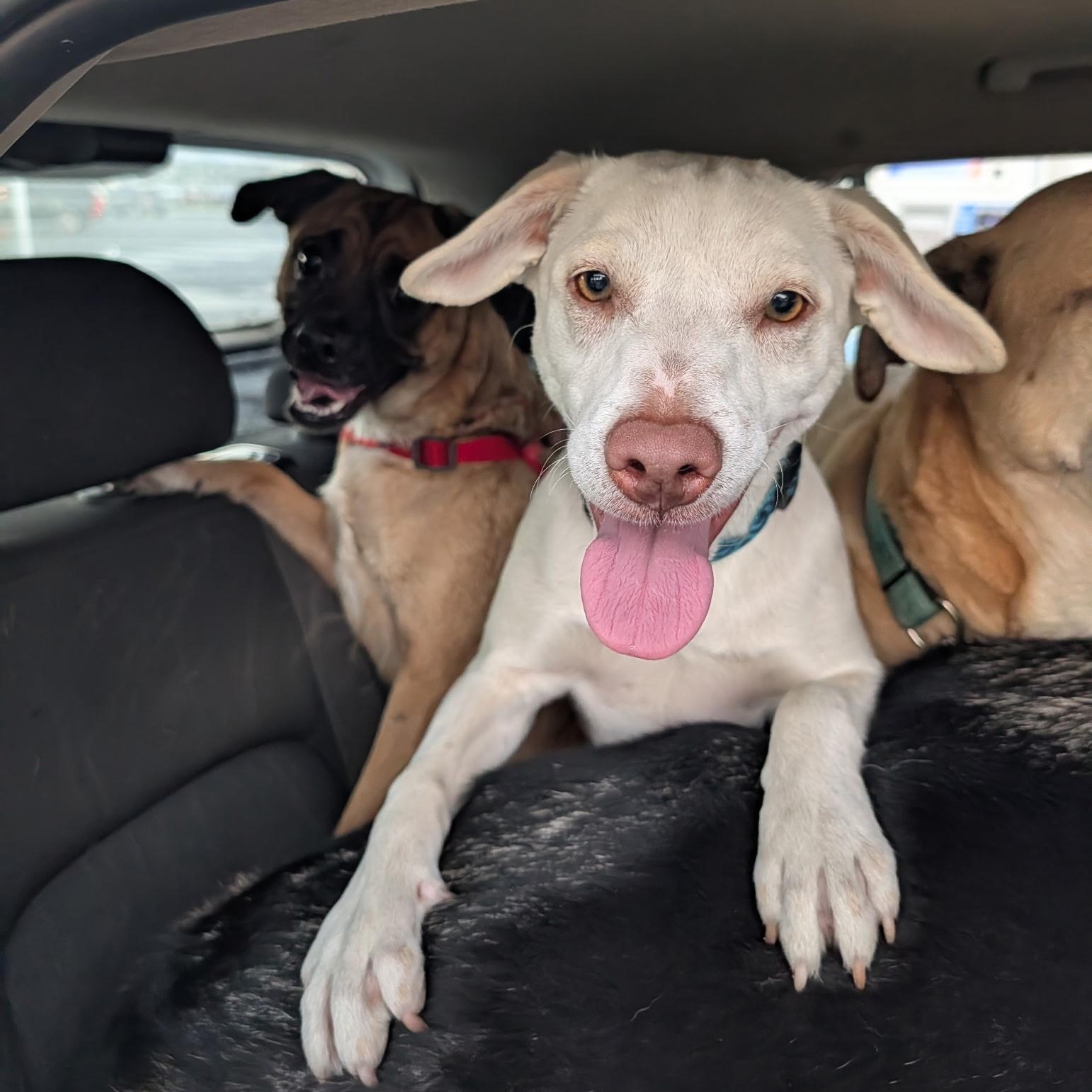 Haley, ADOPTABLE, Young Female Chihuahua.