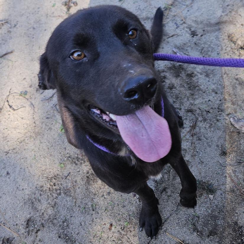 Gunner, Adoptable, Puppy Male Mixed Breed & Black Labrador Retriever.