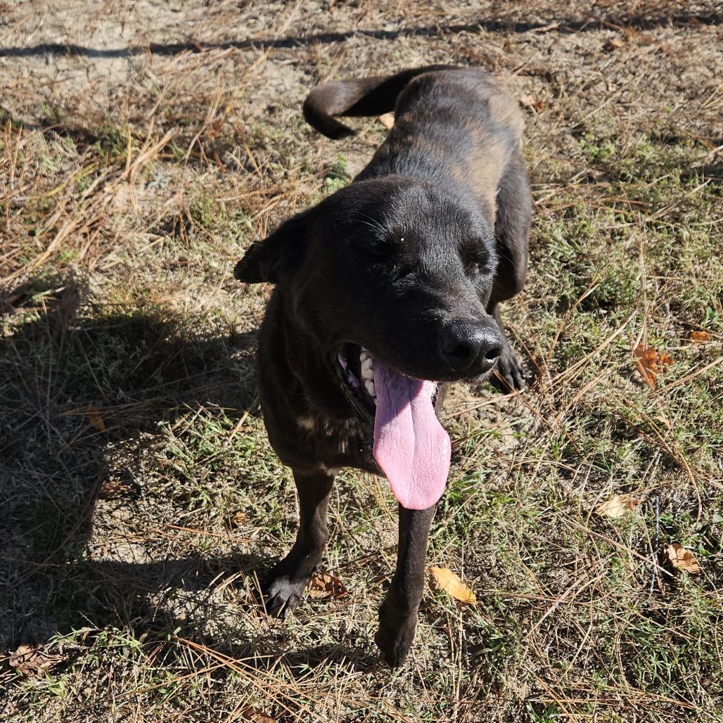 Gunner, a Adoptable mixed breed in claxton, GA image 2/3