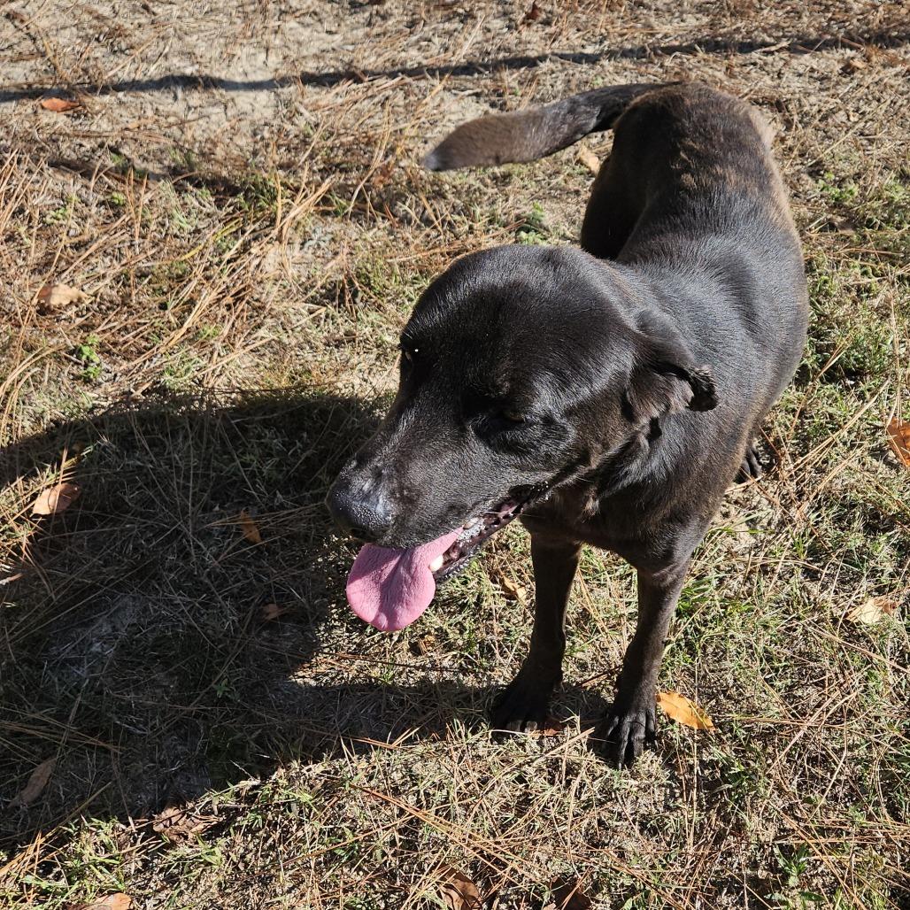 Gunner, a Adoptable mixed breed in claxton, GA image 3/3