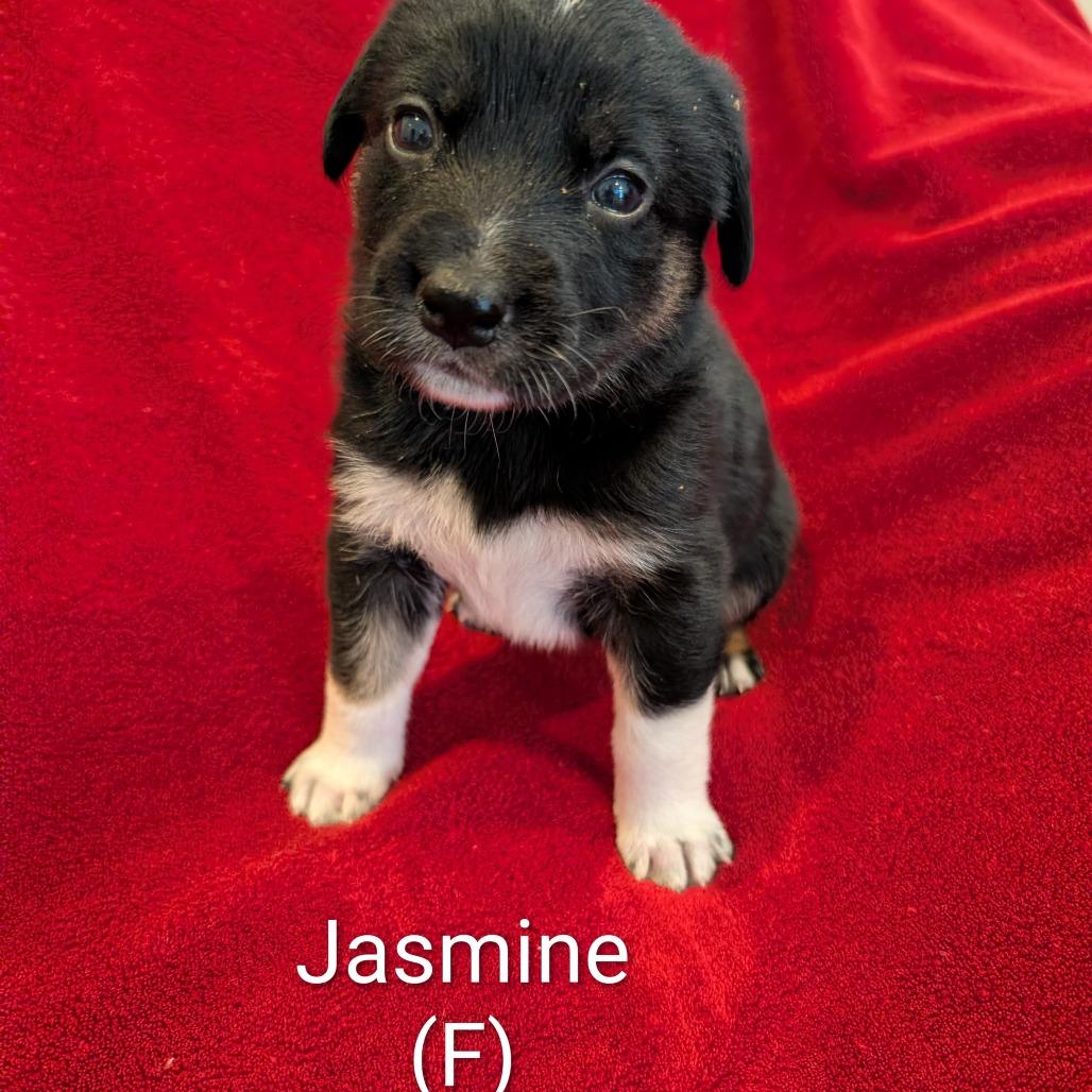Jasmine, Adoptable, Puppy Female Mixed Breed.