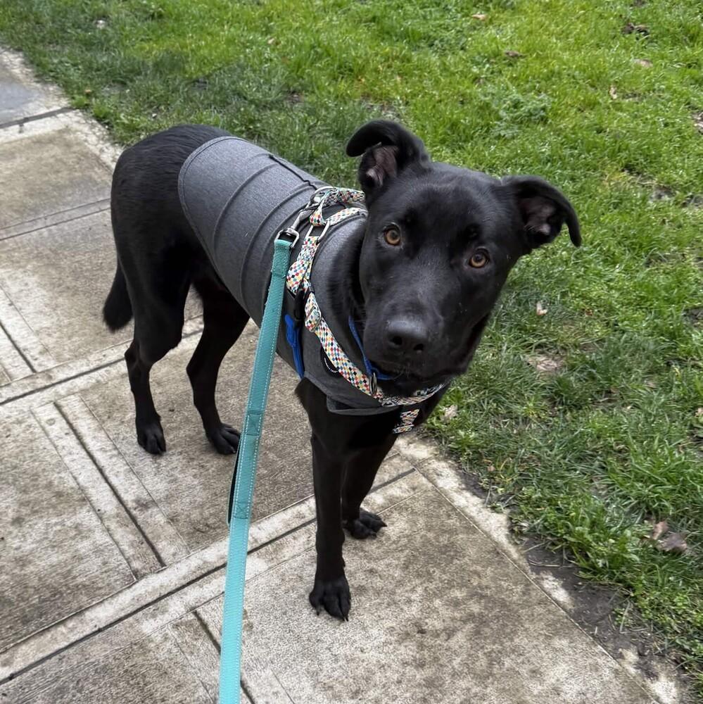Enlarge Osito - AVAILABLE, a Adoptable mixed breed in Seattle, WA image 1/6