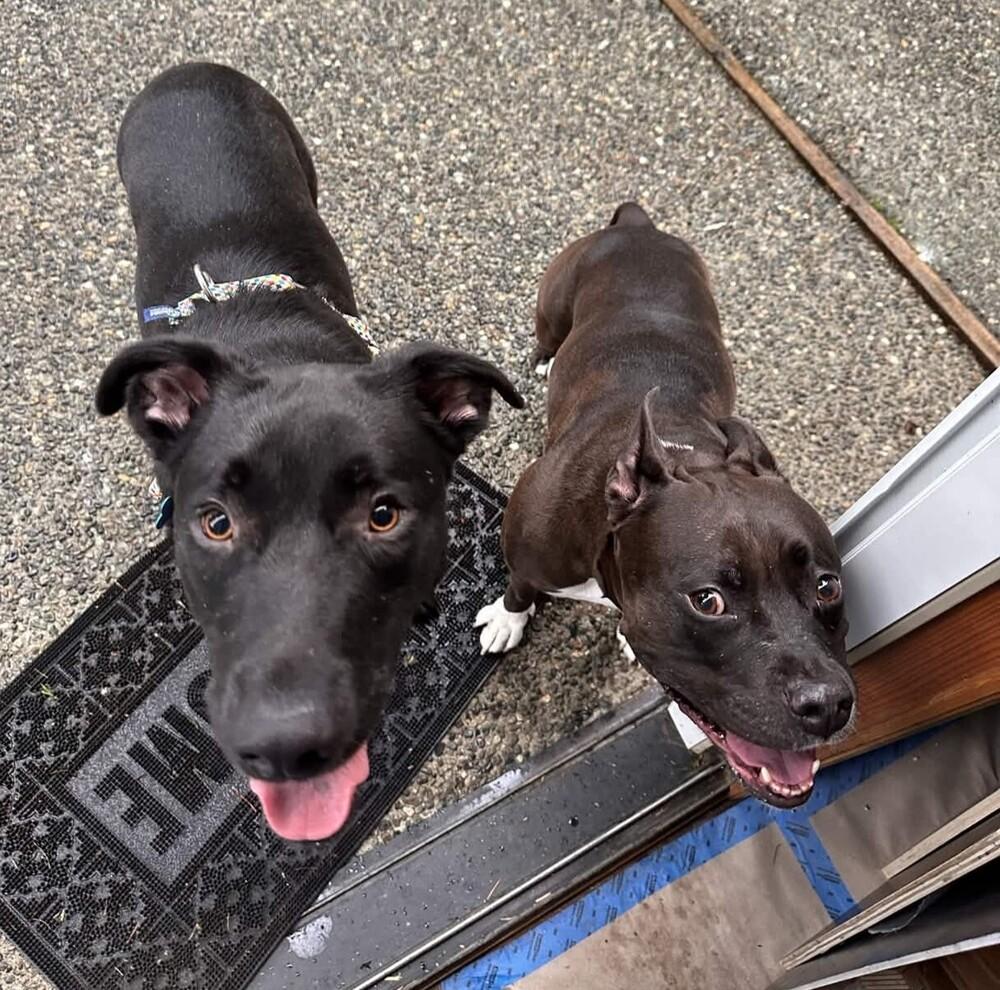 Enlarge Osito - AVAILABLE, a Adoptable mixed breed in Seattle, WA image 2/6