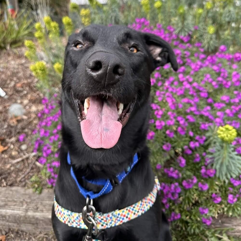 Enlarge Osito - AVAILABLE, a Adoptable mixed breed in Seattle, WA image 3/6