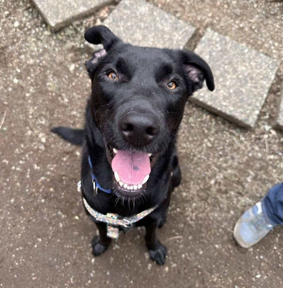 Enlarge Osito - AVAILABLE, a Adoptable mixed breed in Seattle, WA image 4/6