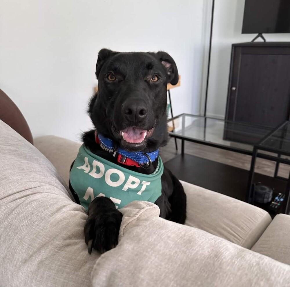 Enlarge Osito - AVAILABLE, a Adoptable mixed breed in Seattle, WA image 5/6