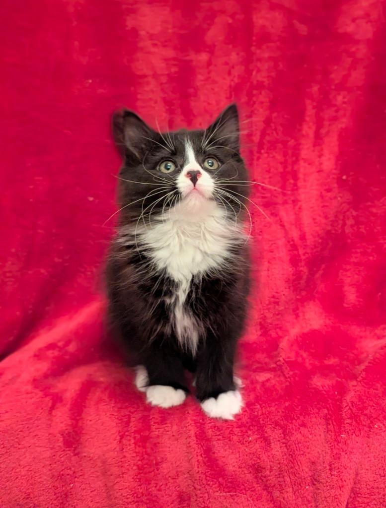Fozzie, Adoptable, Kitten Female Domestic Short Hair.