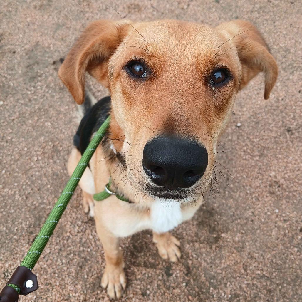 Enlarge Dodge, a Adoptable mixed breed in Beaumont, TX image 1/6