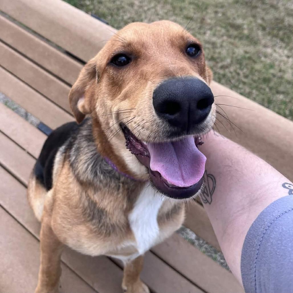 Dodge, a Adoptable mixed breed in Beaumont, TX image 1/6
