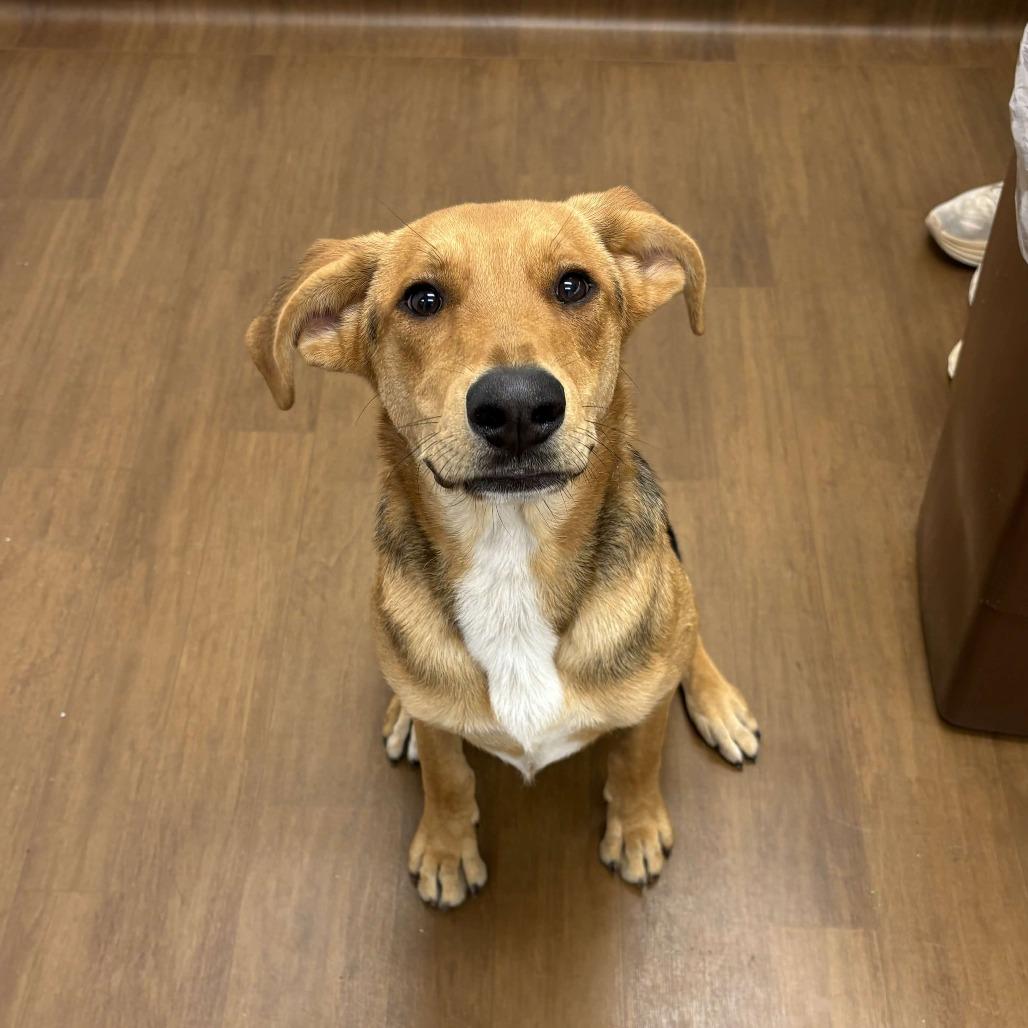 Dodge, a Adoptable mixed breed in Beaumont, TX image 5/6