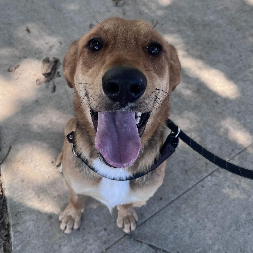 Dodge, a Adoptable mixed breed in Beaumont, TX image 6/6