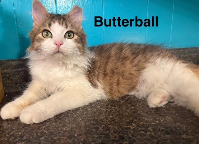 Enlarge BUTTERBALL, a Adoptable mixed breed in Millerstown, PA image 1/5