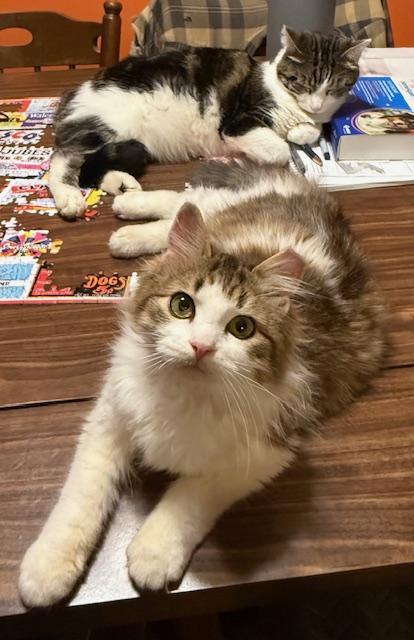 Enlarge BUTTERBALL, a Adoptable mixed breed in Millerstown, PA image 2/5