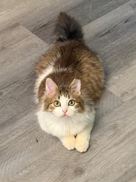 Enlarge BUTTERBALL, a Adoptable mixed breed in Millerstown, PA image 3/5