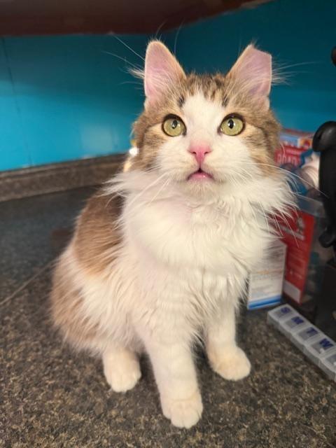 Enlarge BUTTERBALL, a Adoptable mixed breed in Millerstown, PA image 4/5