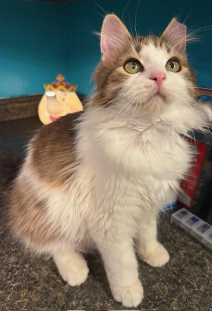 BUTTERBALL, Adoptable, Adult Male Munchkin & Domestic Medium Hair.