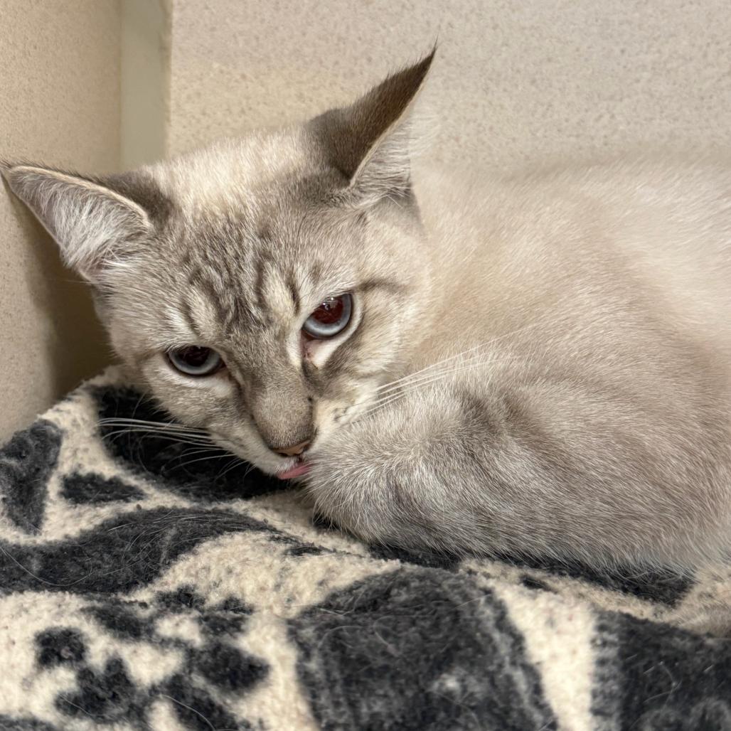 Nubis, Adoptable, Adult Female Domestic Short Hair.